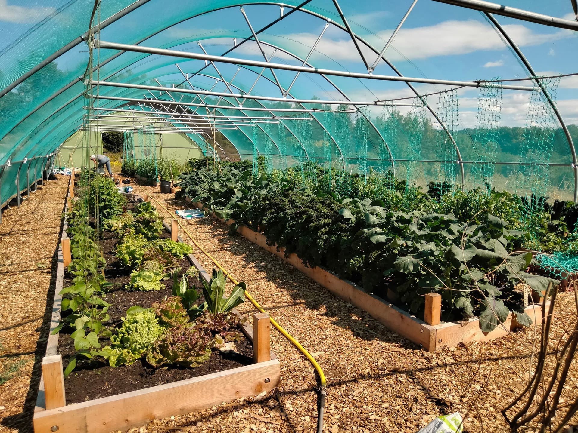 Campy Growers
