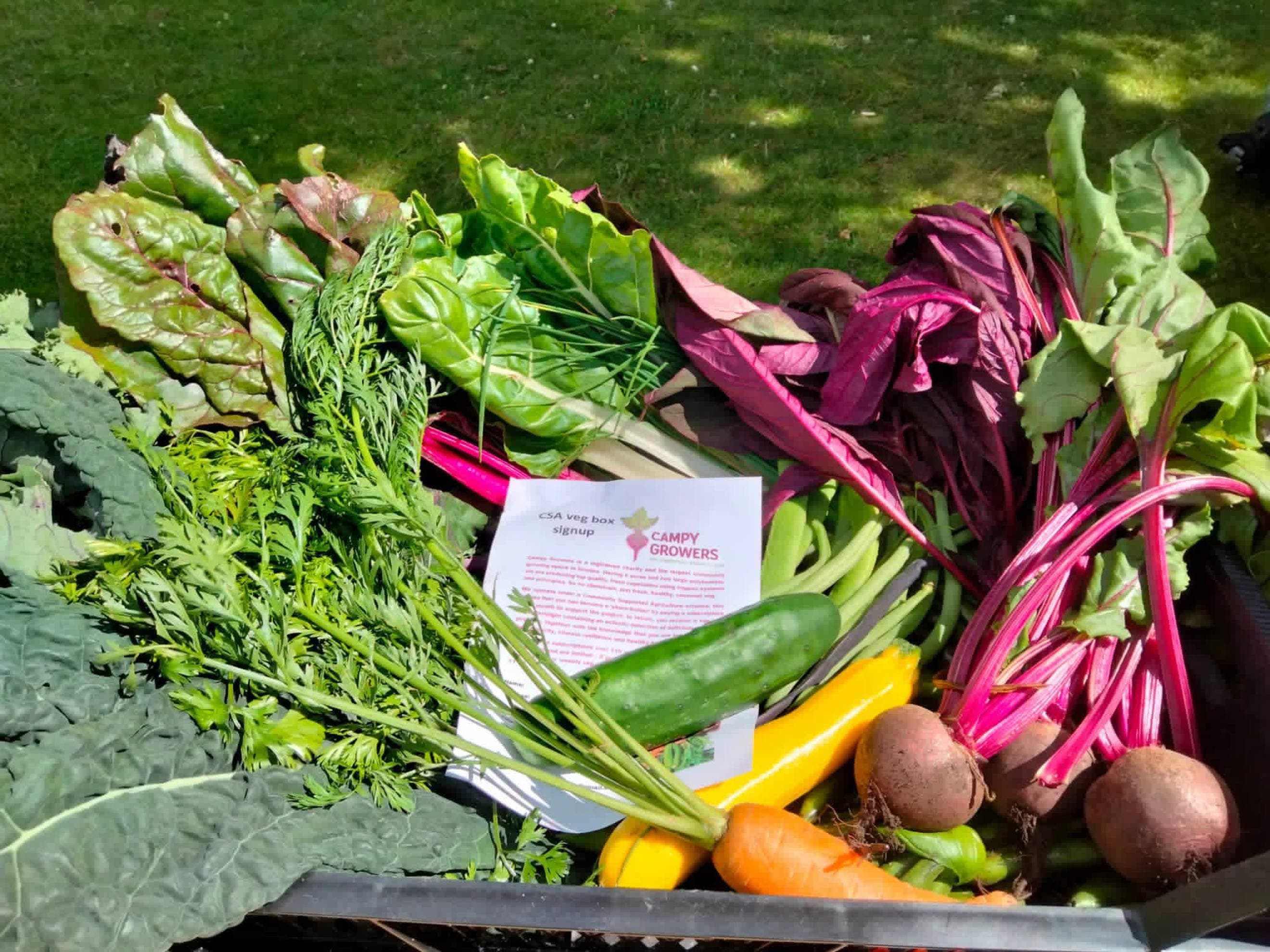 2026 Veg box